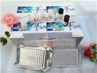 HSF1小鼠热休克因子1(HSF1)ELISA试剂盒