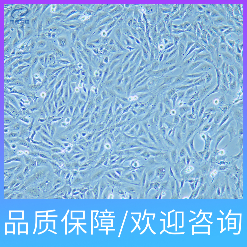 染色體核型分析